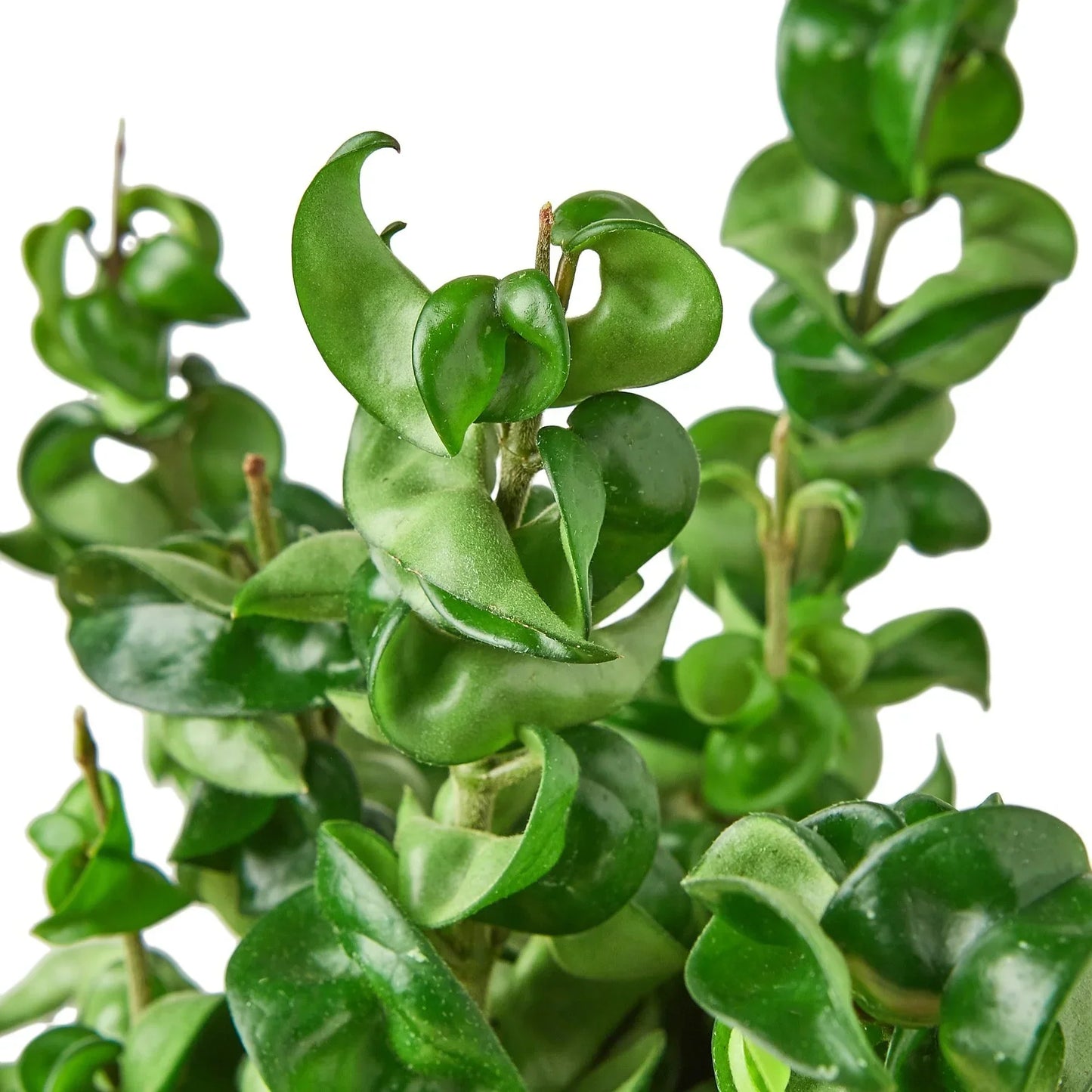 Hoya Rope Plant 4-inch plant with twisted glossy green leaves on stems Rooted Treasures Farms on Tampa Home & Garden Store