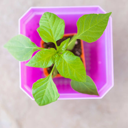 5" Reusable Seed Starting Pots with Insert