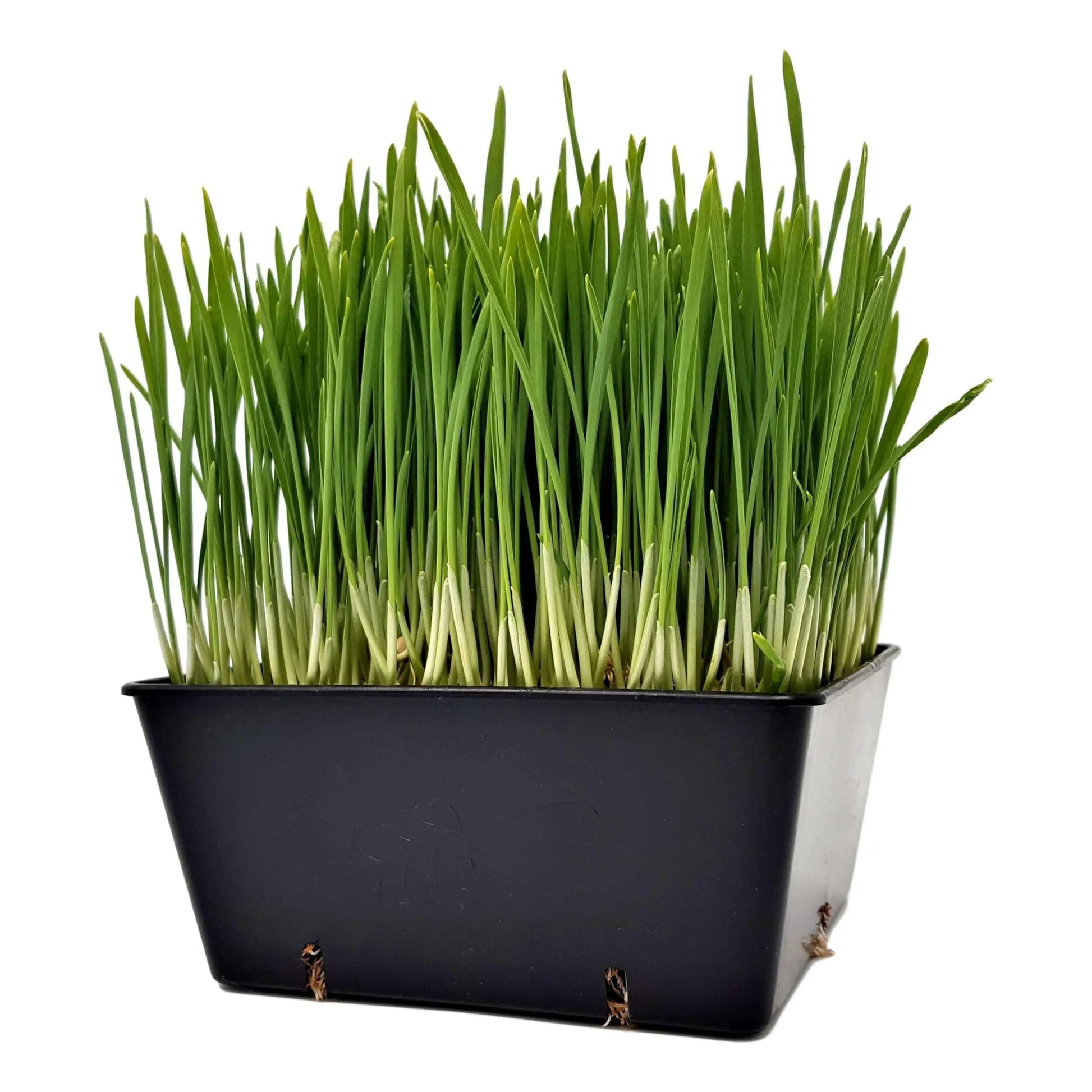 5x5 Grow Trays - Extra Strength Inserts - Tampa soil911.com
