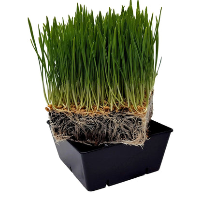 5x5 Grow Trays - Extra Strength Inserts - Tampa soil911.com