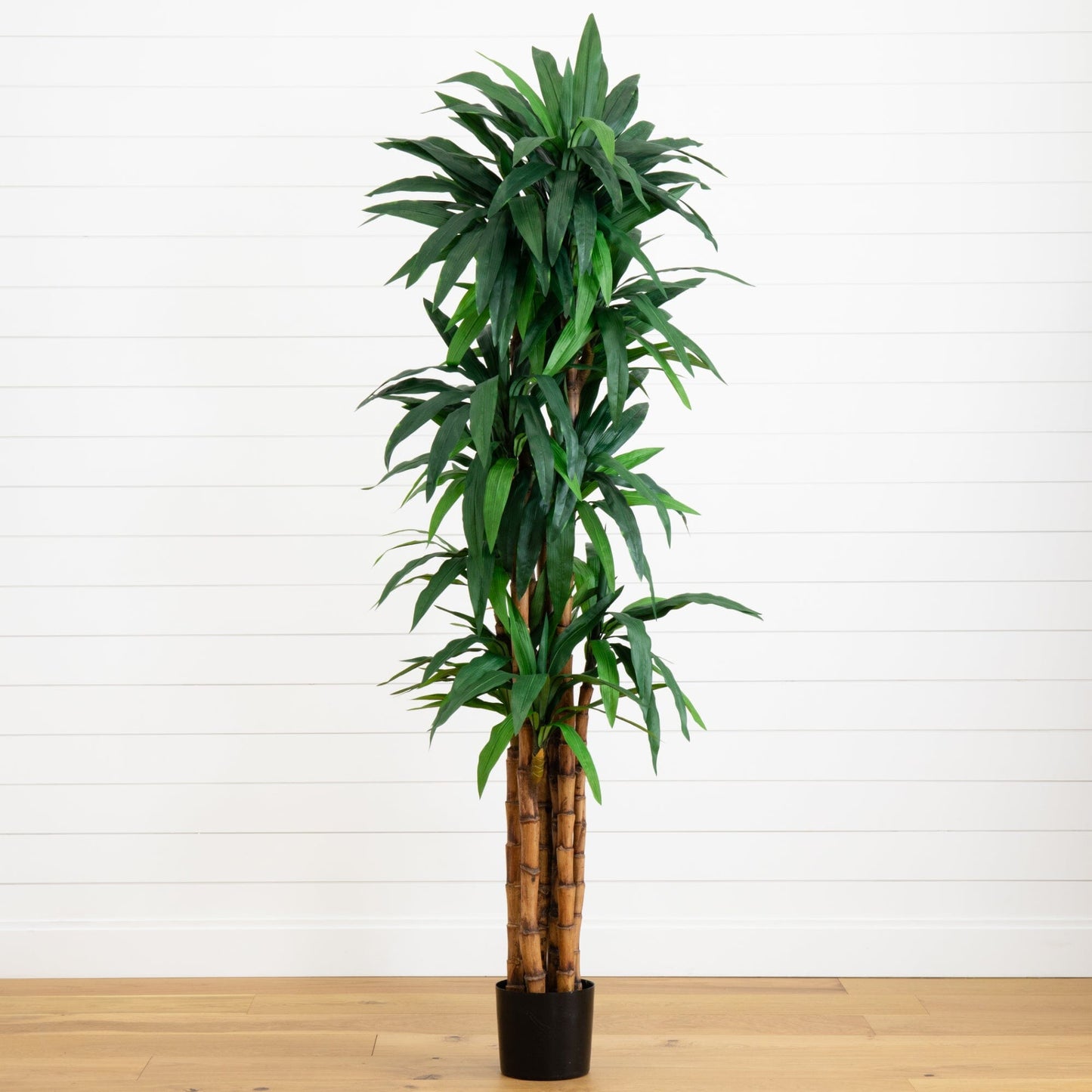 6.5’ Dracaena Tree - Tampa Home & Garden Store