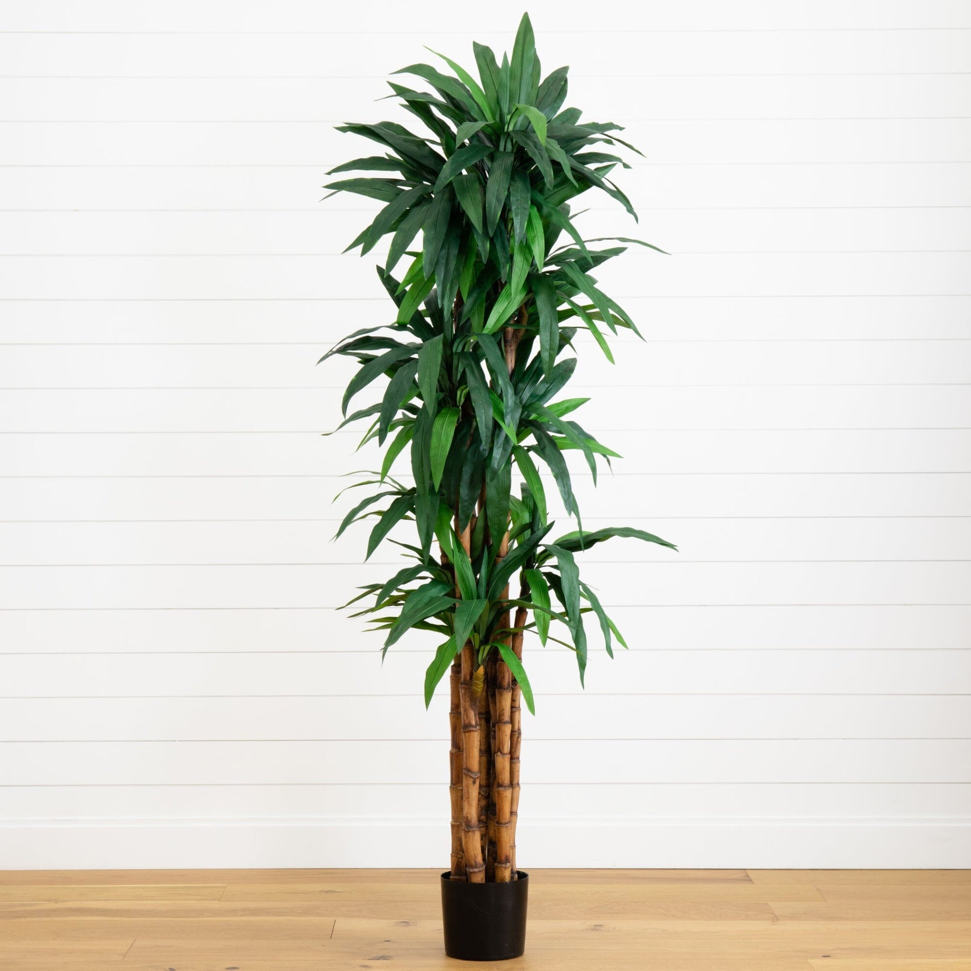 6.5’ Dracaena Tree - Tampa Home & Garden Store