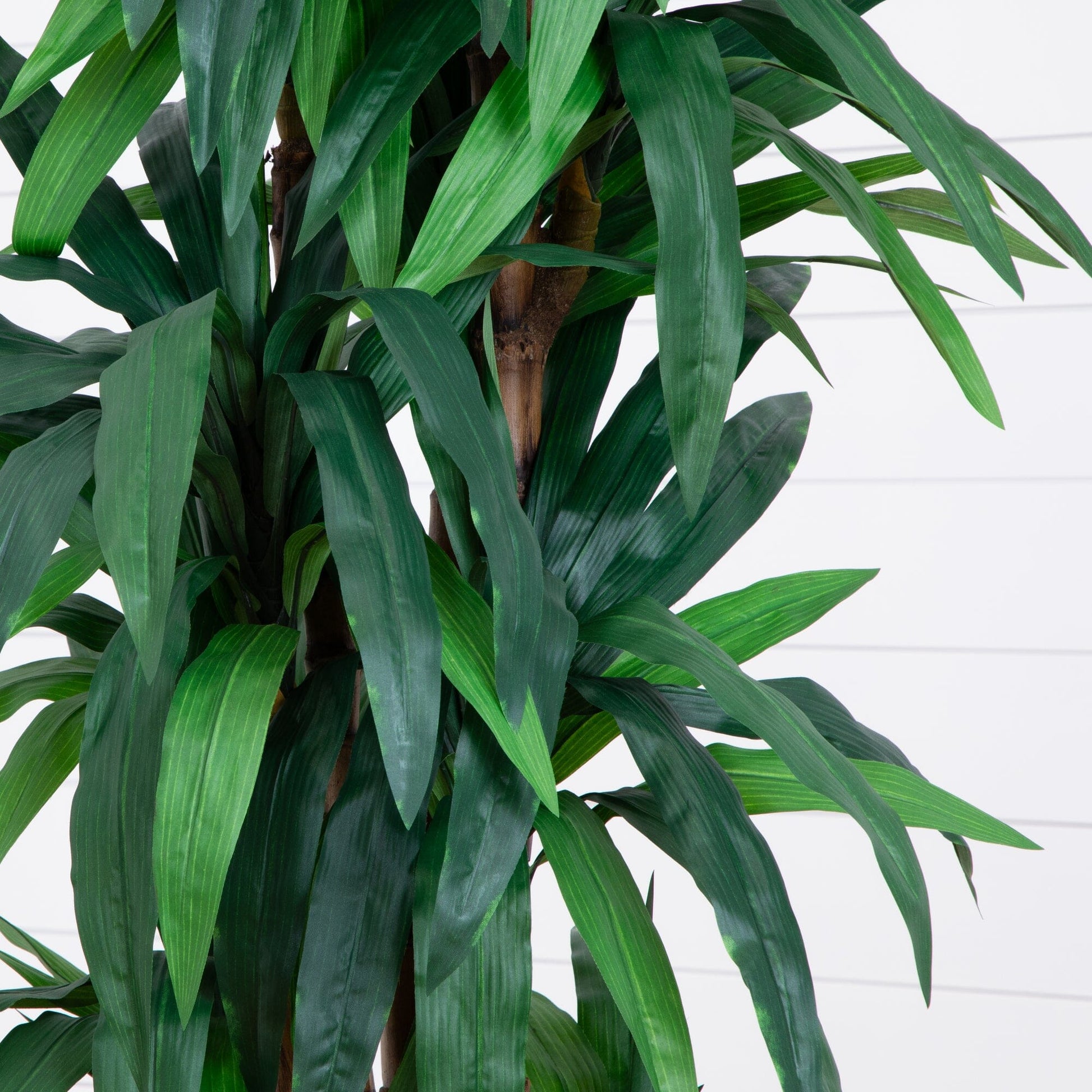 6.5’ Dracaena Tree - Tampa Home & Garden Store