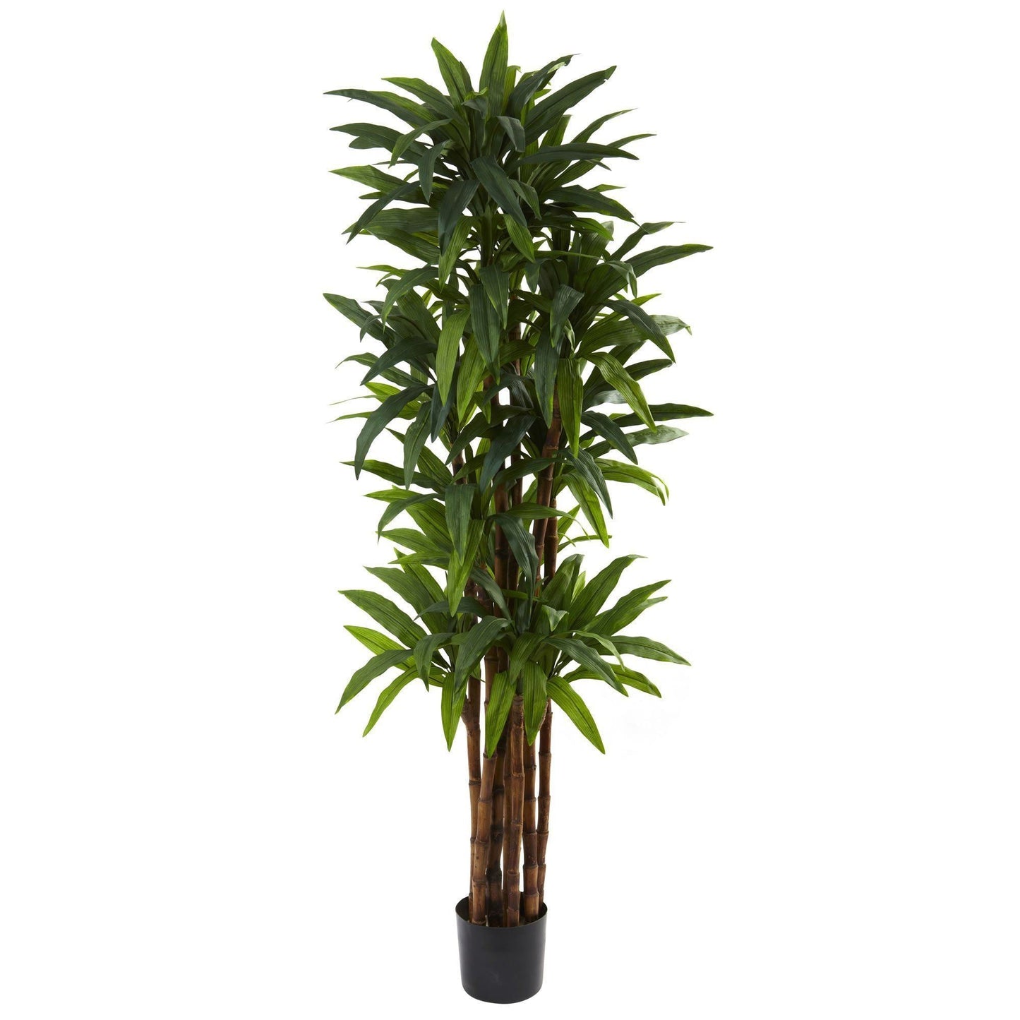 6.5’ Dracaena Tree - Tampa Home & Garden Store