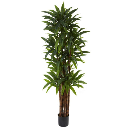 6.5’ Dracaena Tree - Tampa Home & Garden Store