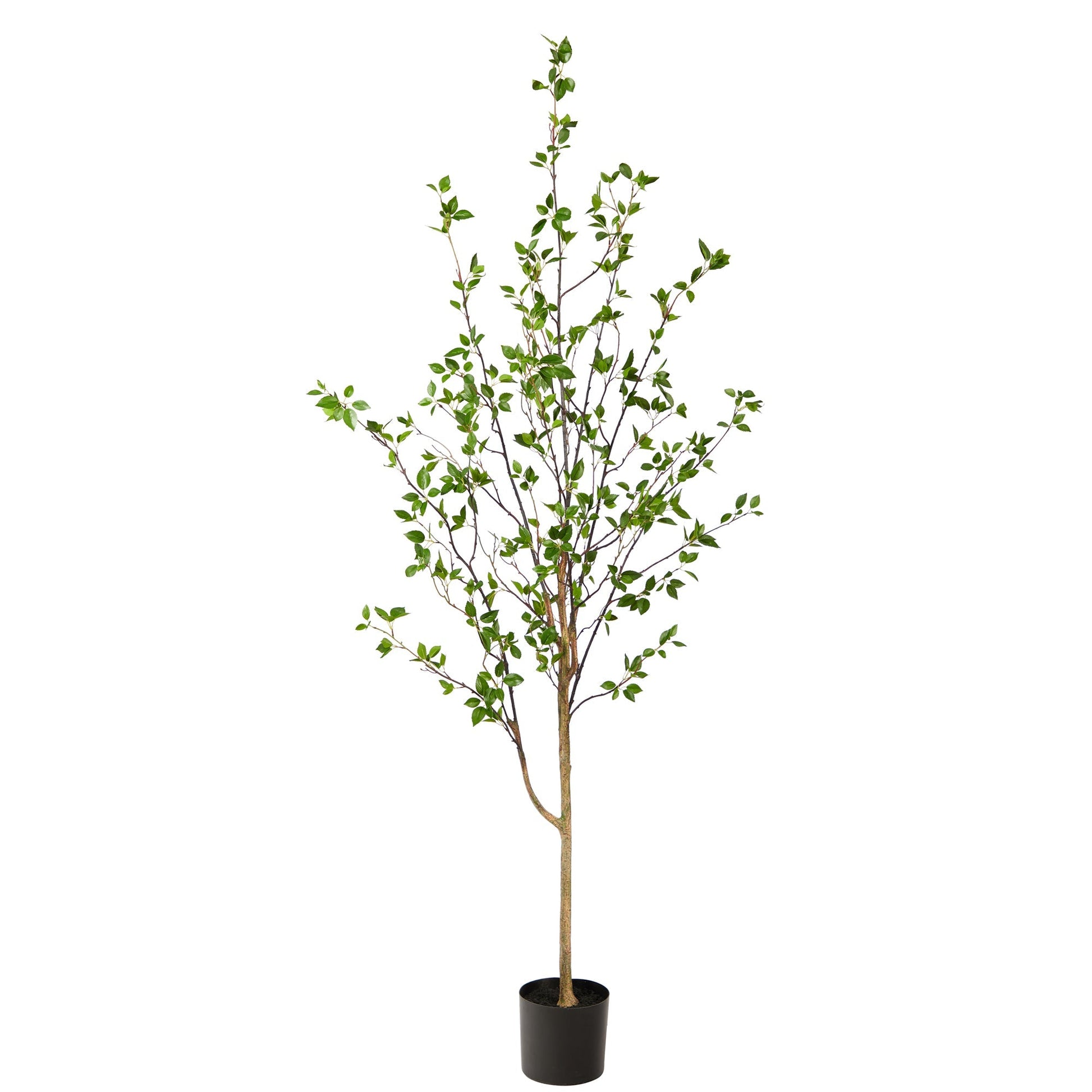 6.5' Minimalist Citrus Tree - Tampa Home & Garden Store