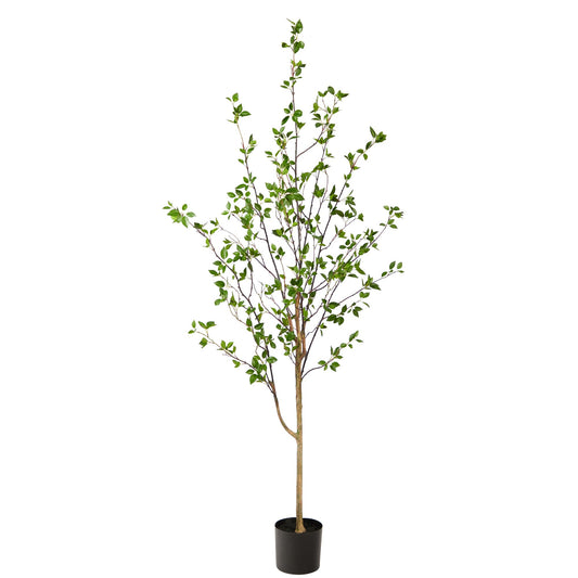 6.5' Minimalist Citrus Tree - Tampa Home & Garden Store