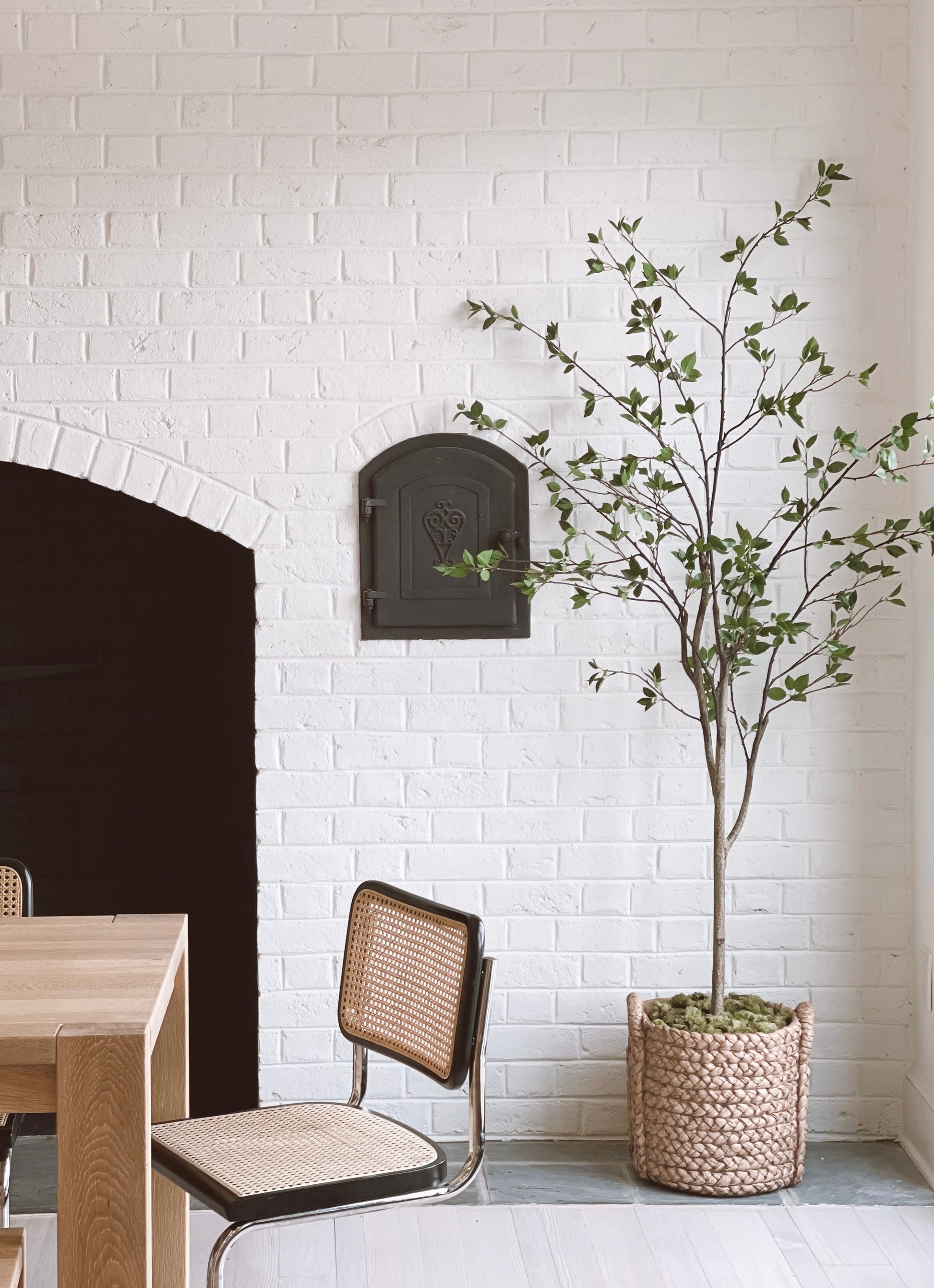 6.5' Minimalist Citrus Tree - Tampa Home & Garden Store