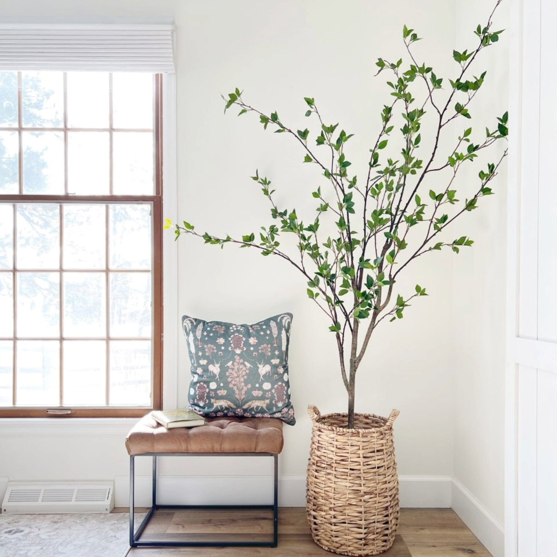 6.5' Minimalist Citrus Tree - Tampa Home & Garden Store