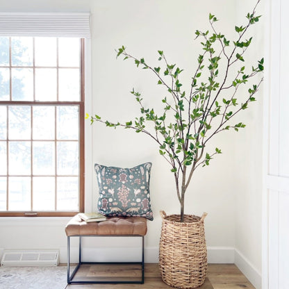 6.5' Minimalist Citrus Tree - Tampa Home & Garden Store