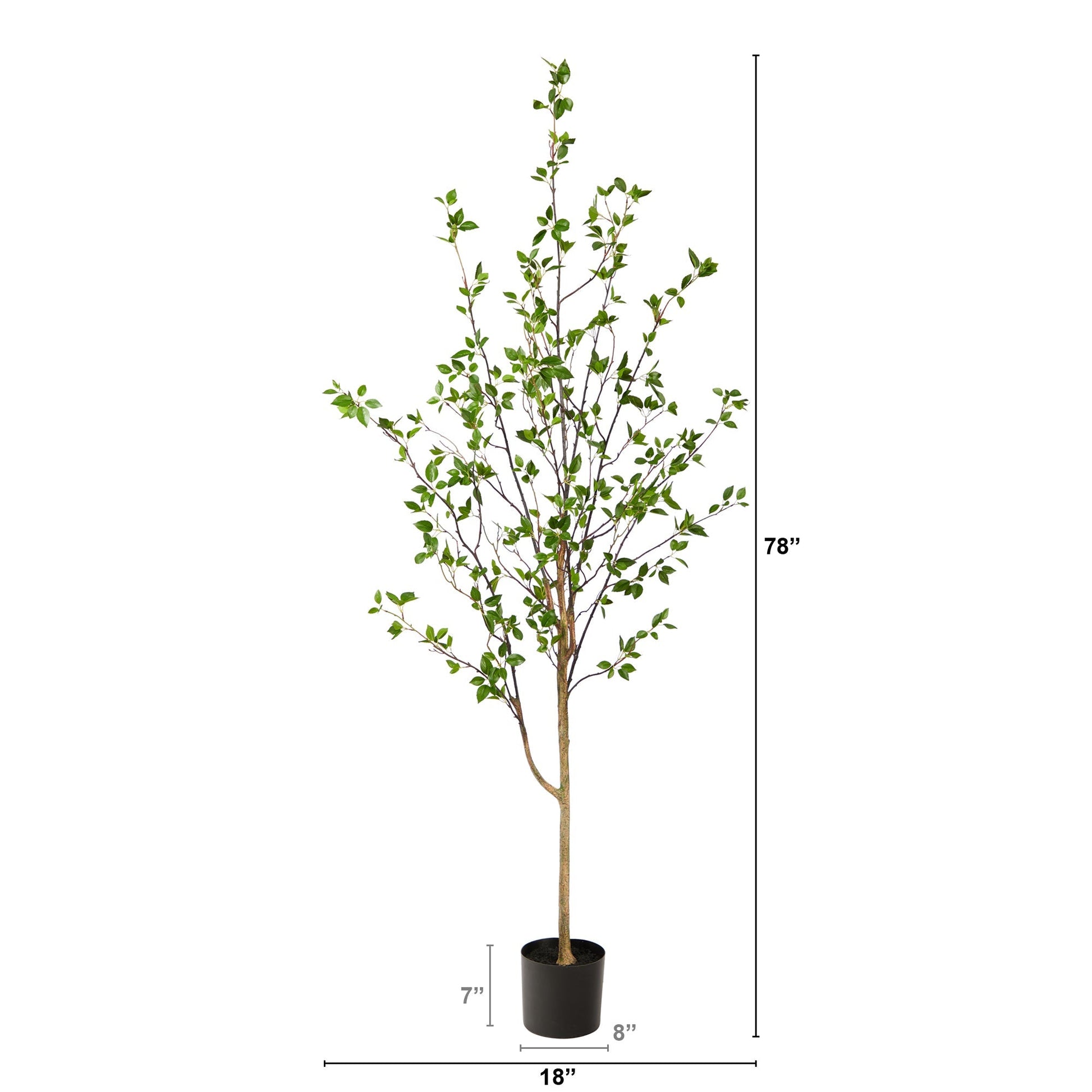 6.5' Minimalist Citrus Tree - Tampa Home & Garden Store
