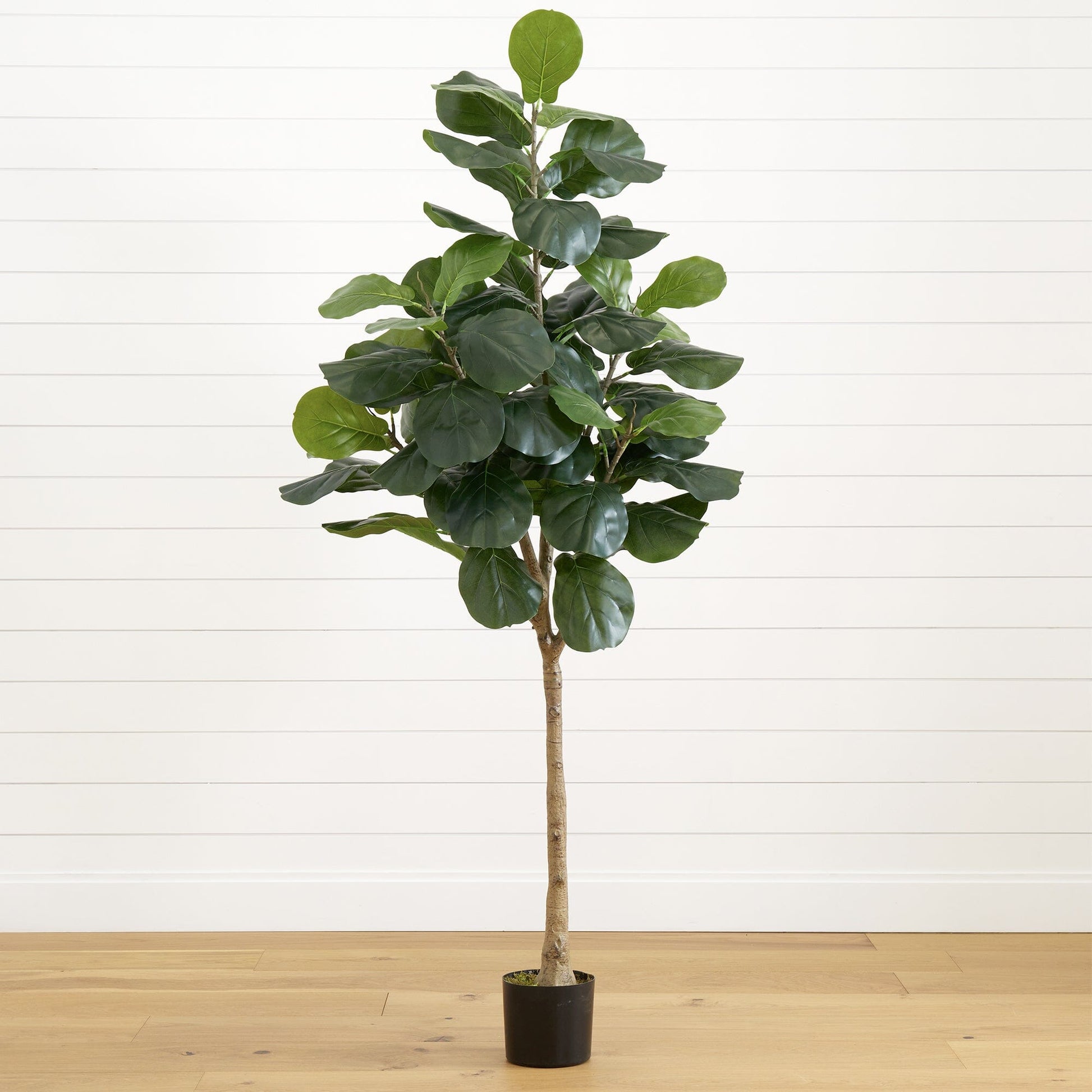 6’ Artificial Fiddle Leaf Tree - Tampa Home & Garden Store