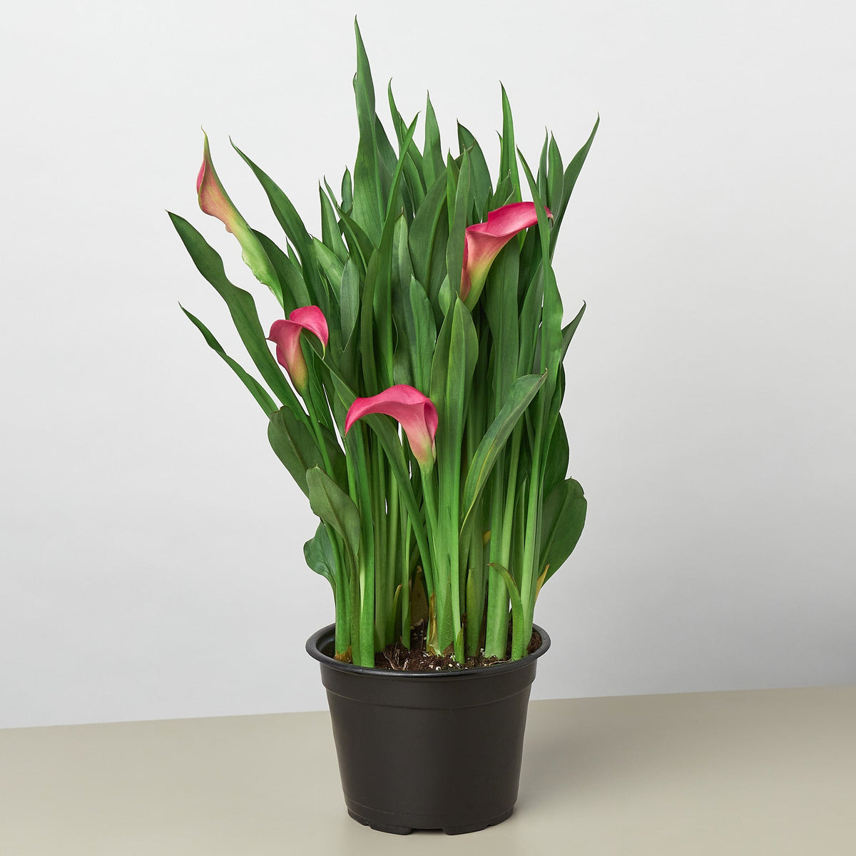 Calla Lily 6in plant 2-pack with pink blooms and lush green leaves in a black pot on Tampa Home & Garden Store