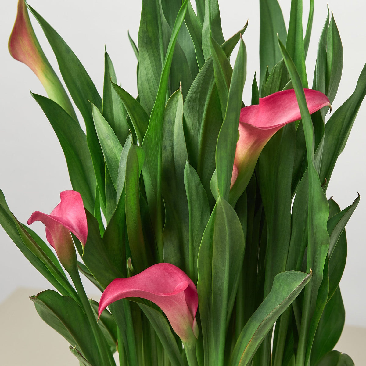 Calla Lily 6-inch plant, pink blooms, 2-pack from House Plant Shop on Tampa Home & Garden Store
