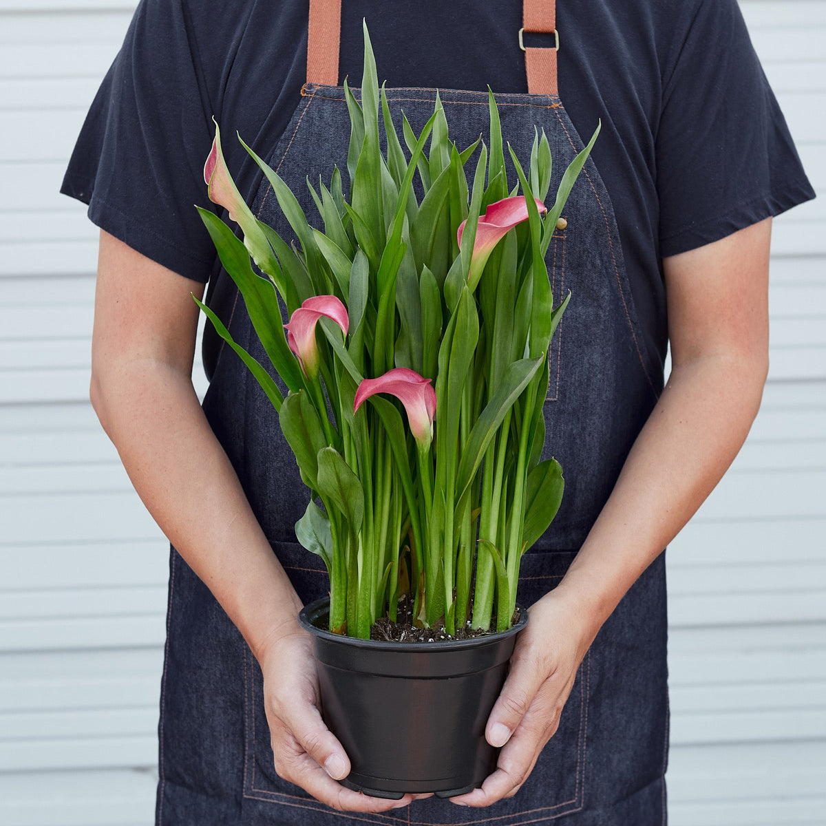 Calla Lily 6in plant with pink blooms in a black pot and lush green leaves on Tampa Home & Garden Store