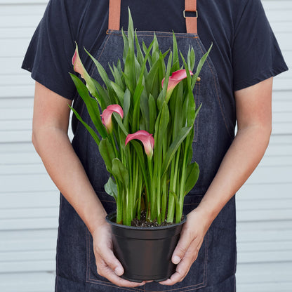 Calla Lily 6in plant with pink blooms in a black pot and lush green leaves on Tampa Home & Garden Store