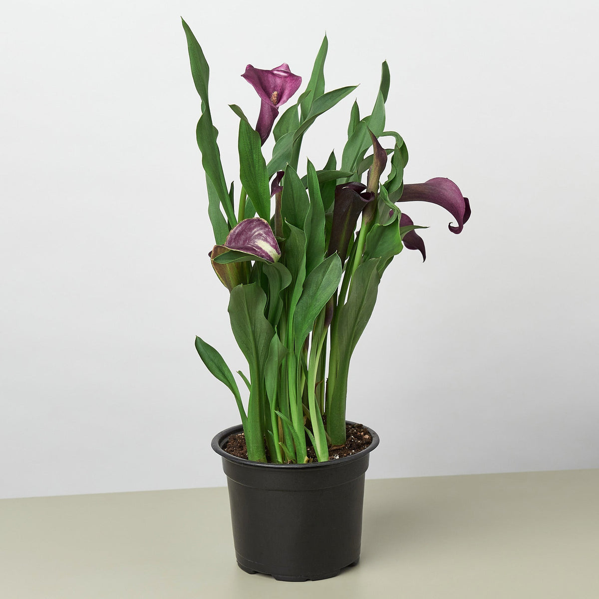 Calla Lily 6 inch plant, 2-pack with purple blooms and green leaves in black pot on Tampa Home & Garden Store