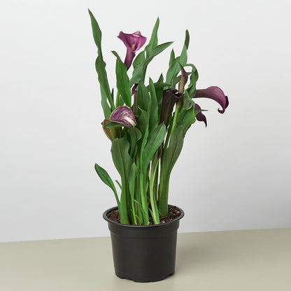 Calla Lily 6 inch plant, 2-pack with purple blooms and green leaves in black pot on Tampa Home & Garden Store