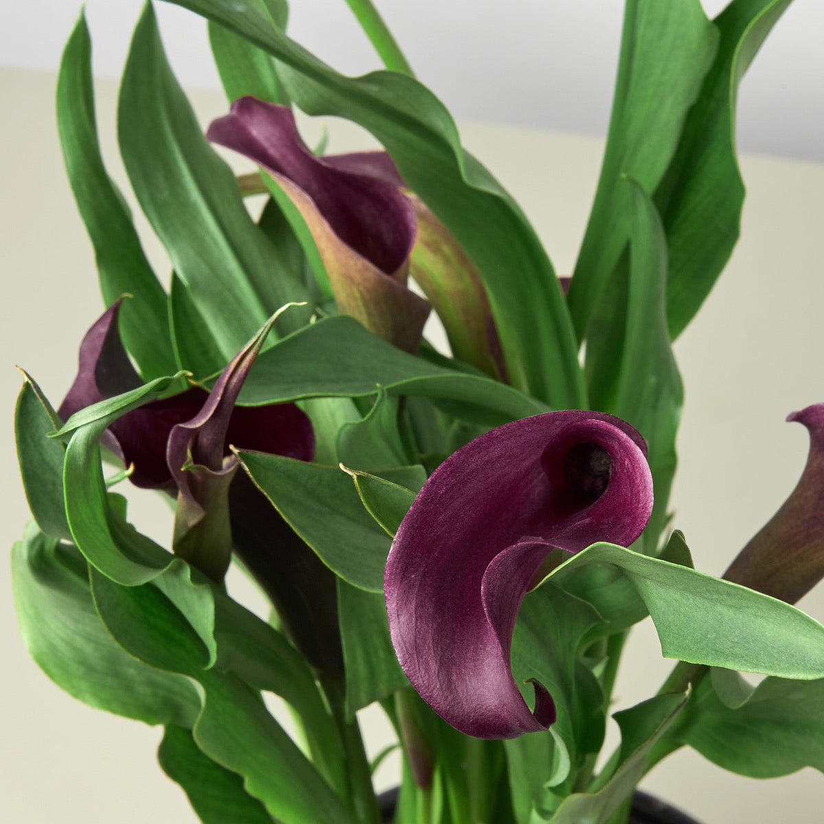 Calla Lily plant with burgundy spathes and lush green leaves, 6-inch plant on Tampa Home & Garden Store
