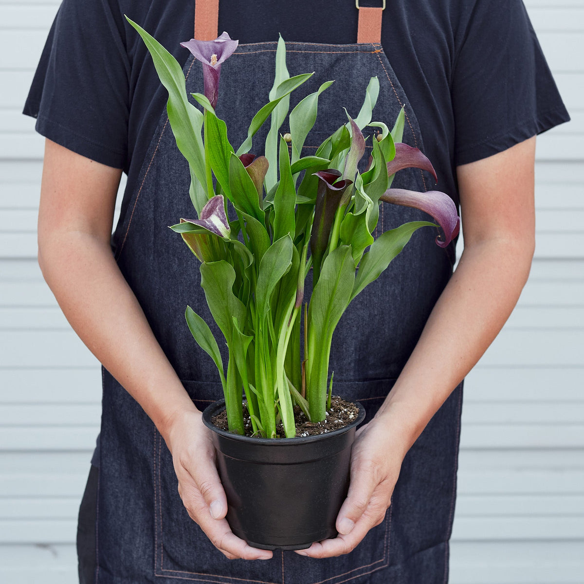 Calla Lily 6 inch plant 2-pack green and purple foliage House Plant Shop on Tampa Home & Garden Store