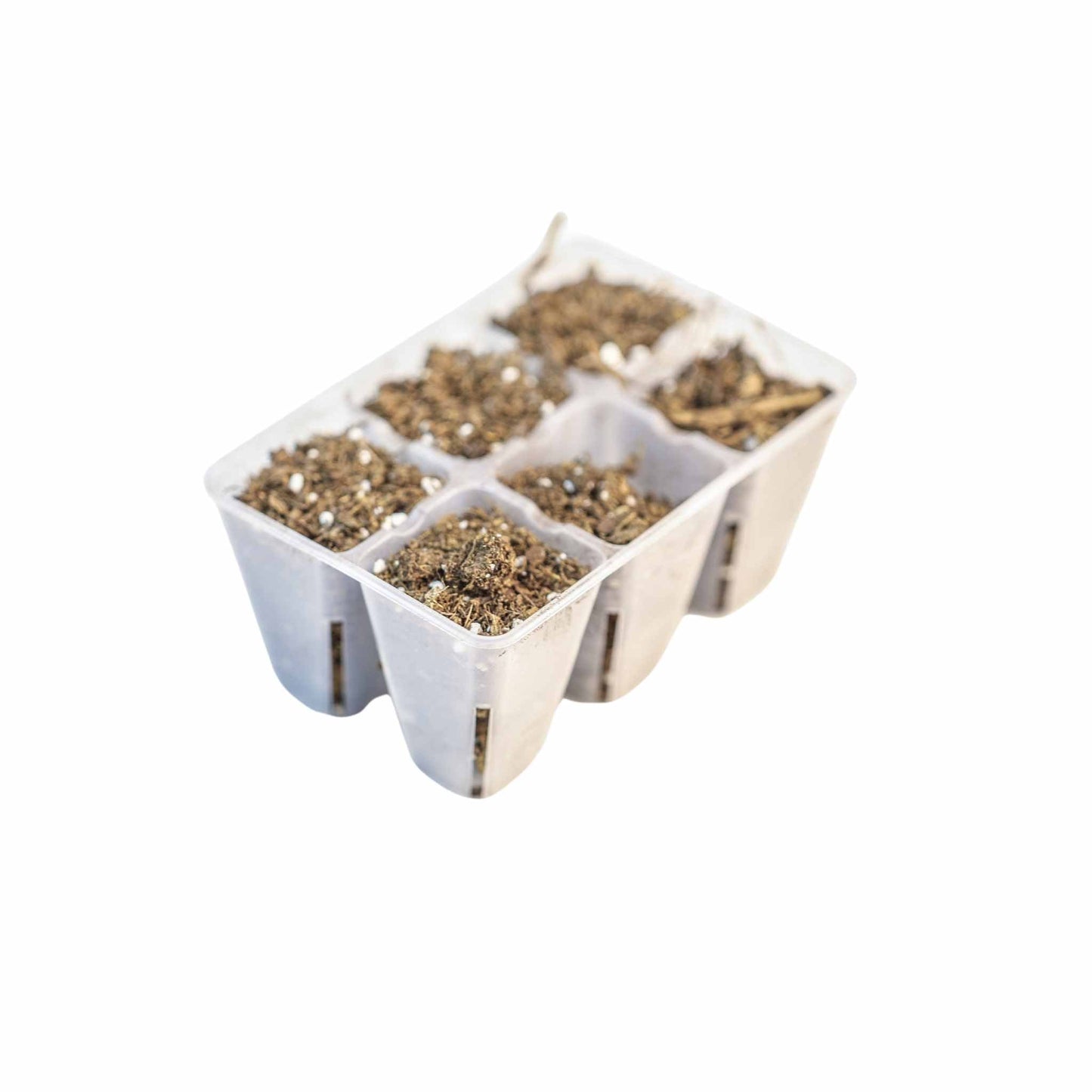 6 Cell Seed Tray Cell Plug Tray - Tampa Home & Garden Store