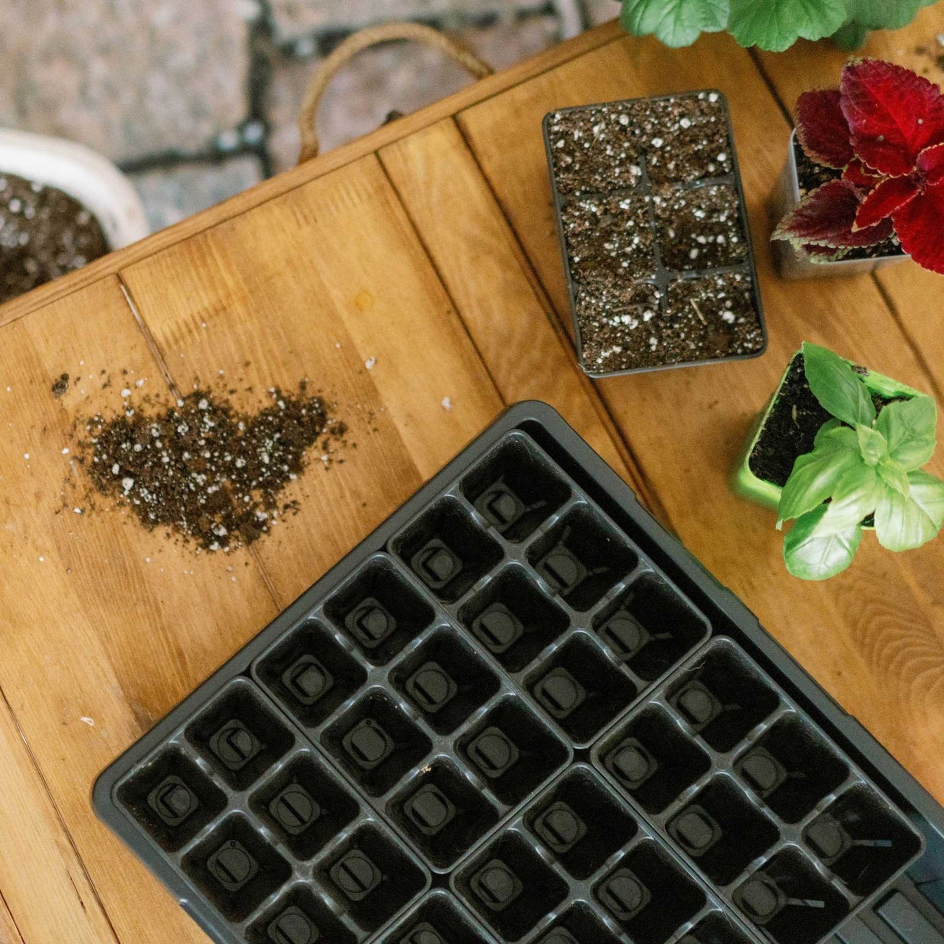 6 Cell Seed Tray Cell Plug Tray - Tampa Home & Garden Store