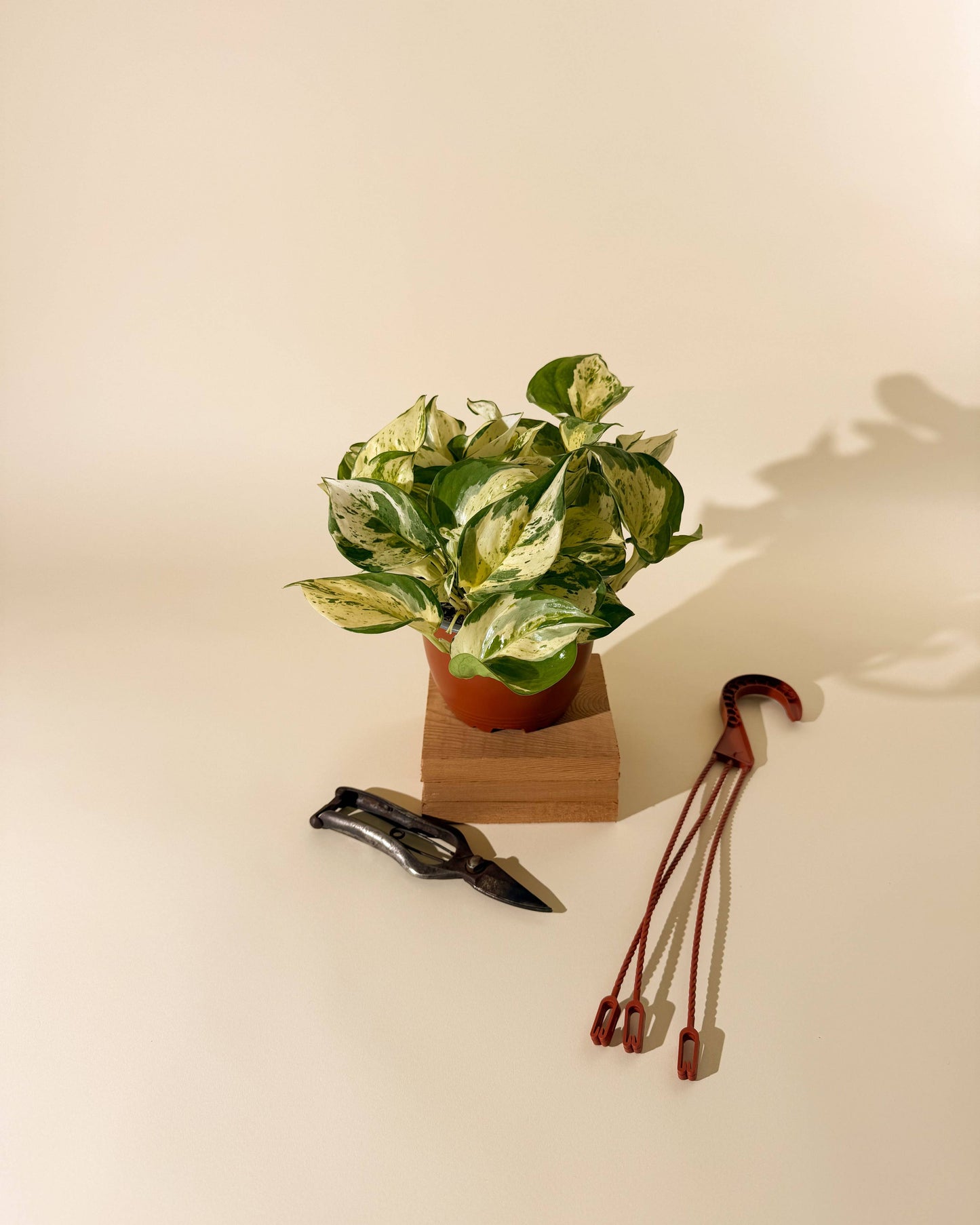 6" Epipremnum Aureum 'Manjula Compacta' (Hanging Basket) - Tampa Home & Garden Store