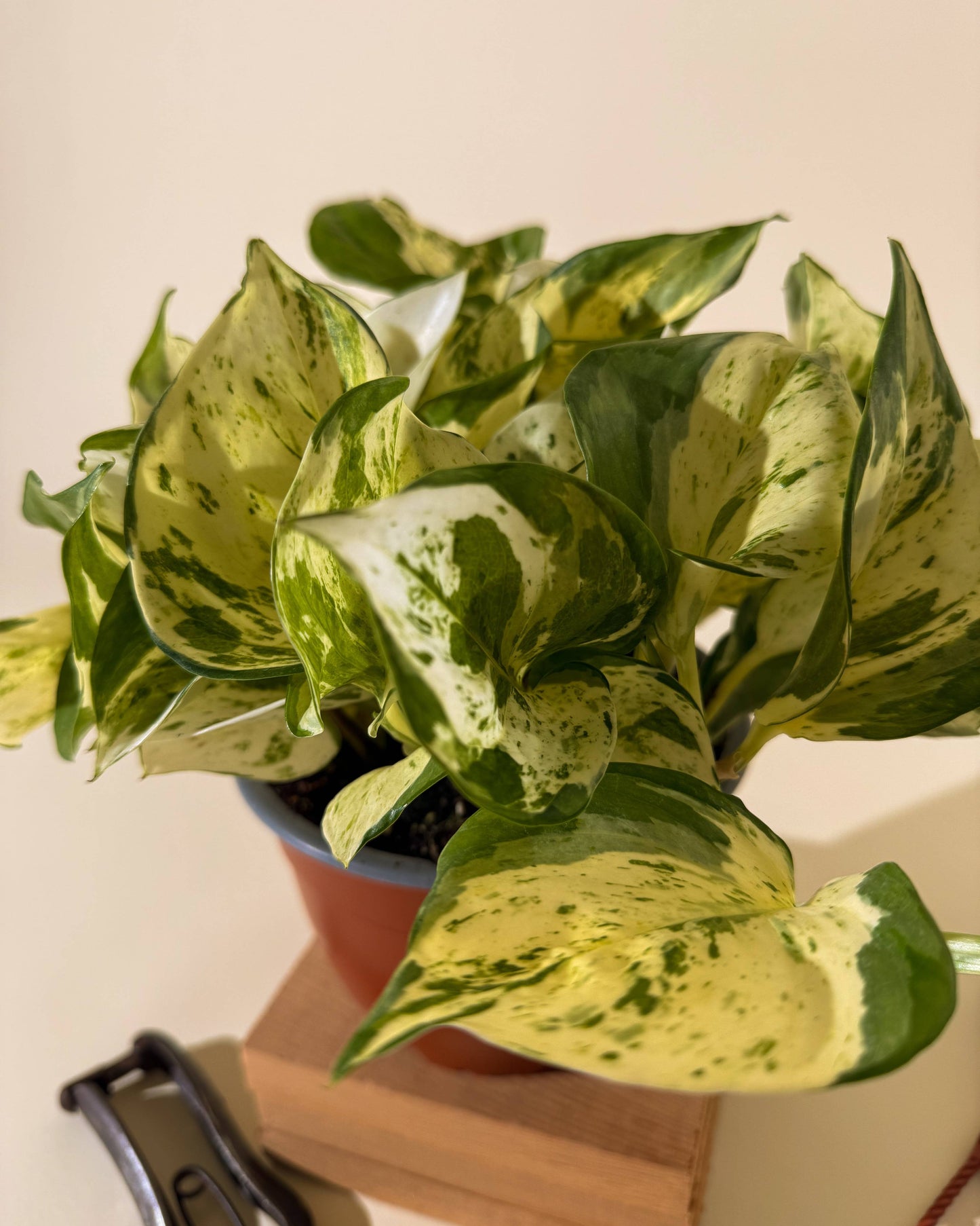 6" Epipremnum Aureum 'Manjula Compacta' (Hanging Basket) - Tampa Home & Garden Store