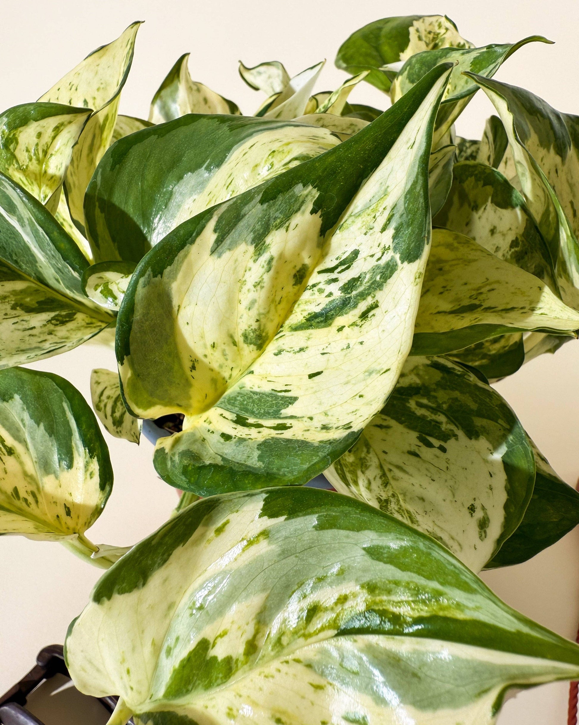 6" Epipremnum Aureum 'Manjula Compacta' (Hanging Basket) - Tampa Home & Garden Store