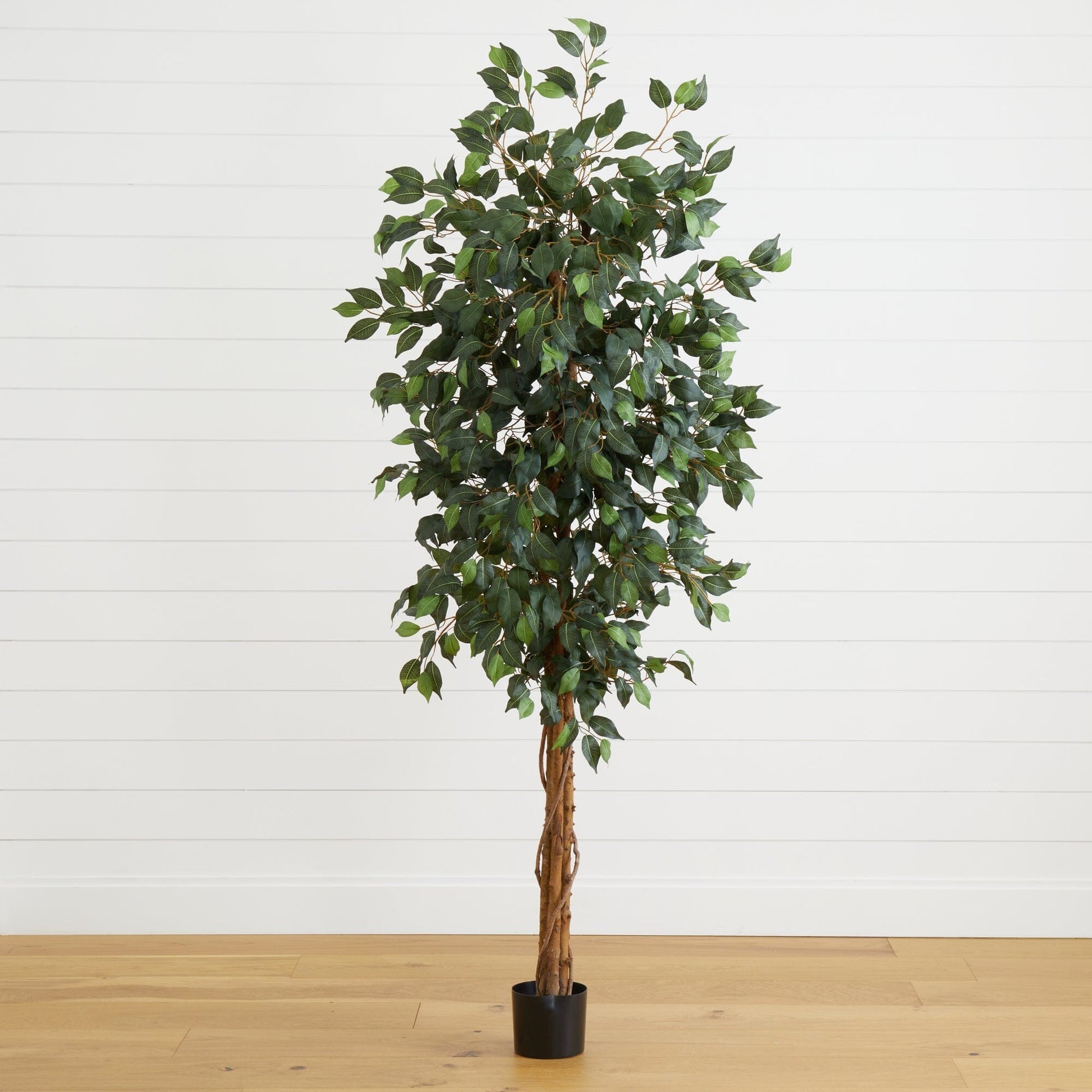 6' Ficus Silk Tree - Tampa Home & Garden Store