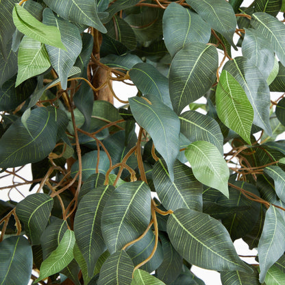 6' Ficus Silk Tree - Tampa Home & Garden Store