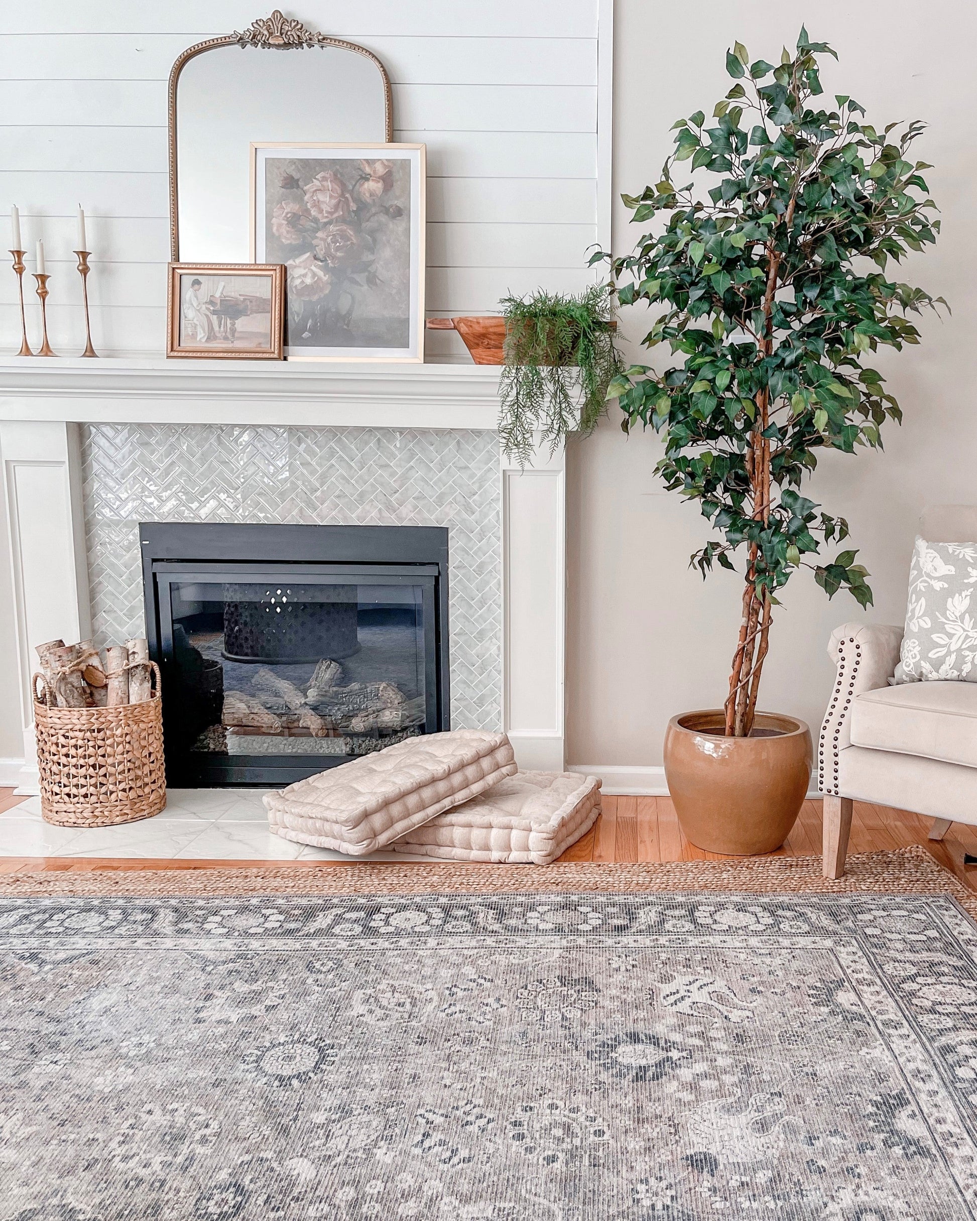 6' Ficus Silk Tree - Tampa Home & Garden Store
