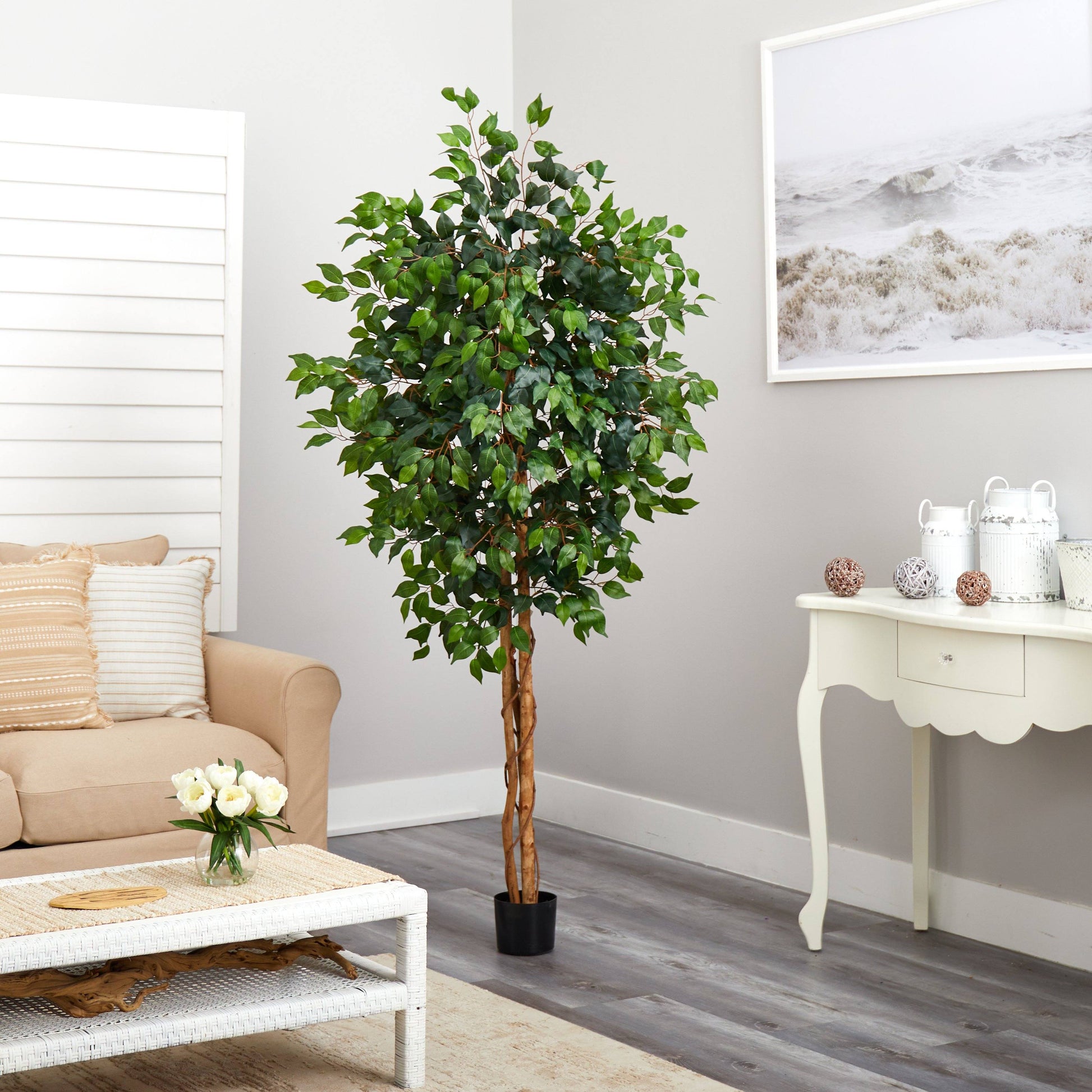 6' Ficus Silk Tree - Tampa Home & Garden Store