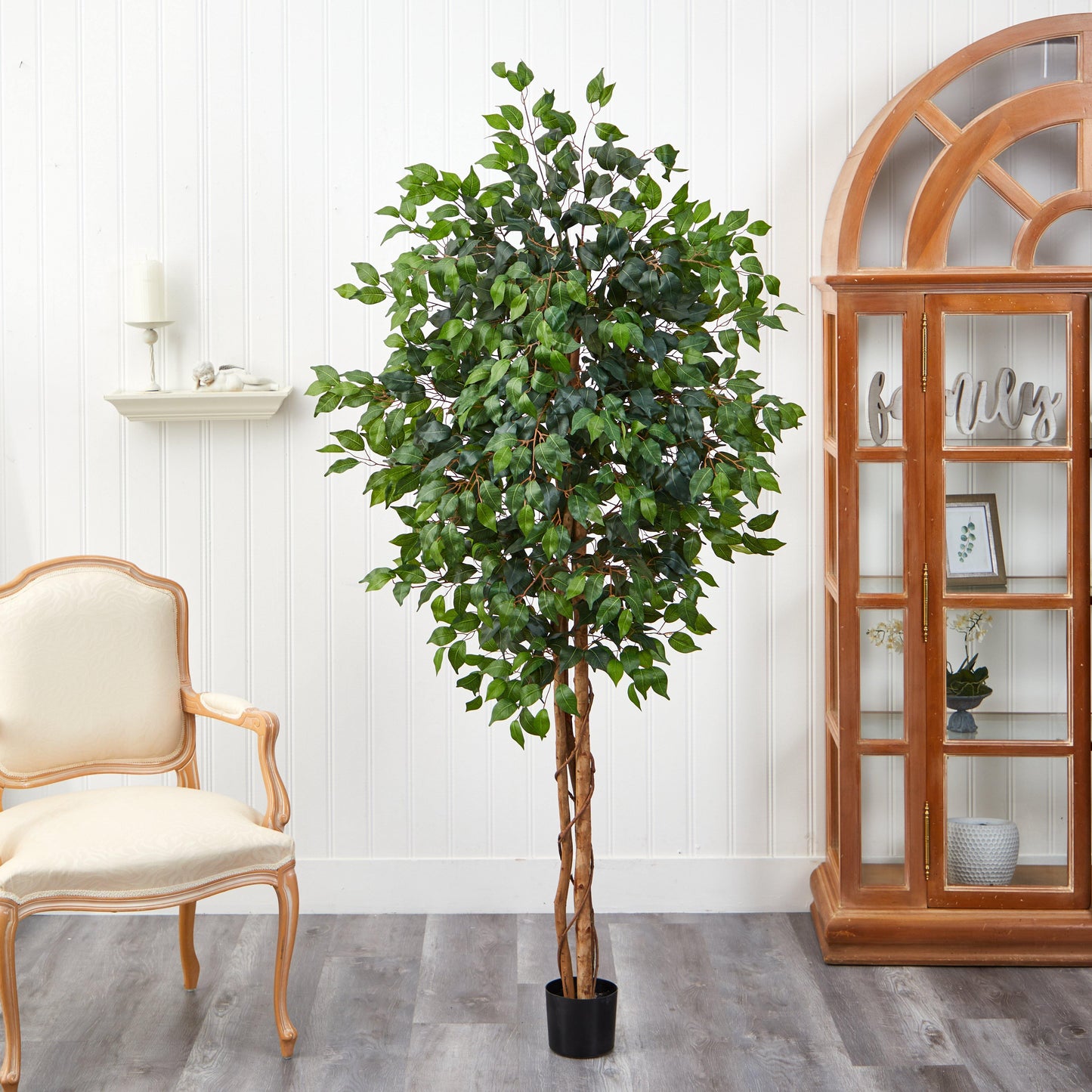 6' Ficus Silk Tree - Tampa Home & Garden Store