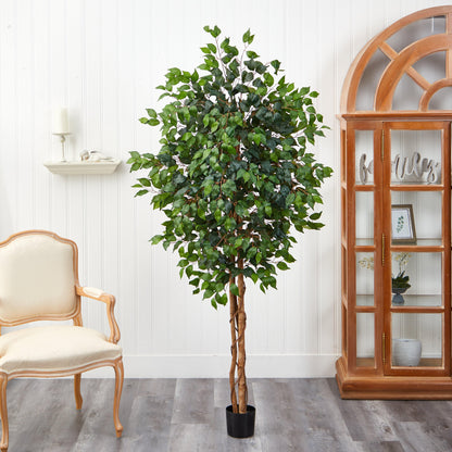 6' Ficus Silk Tree - Tampa Home & Garden Store
