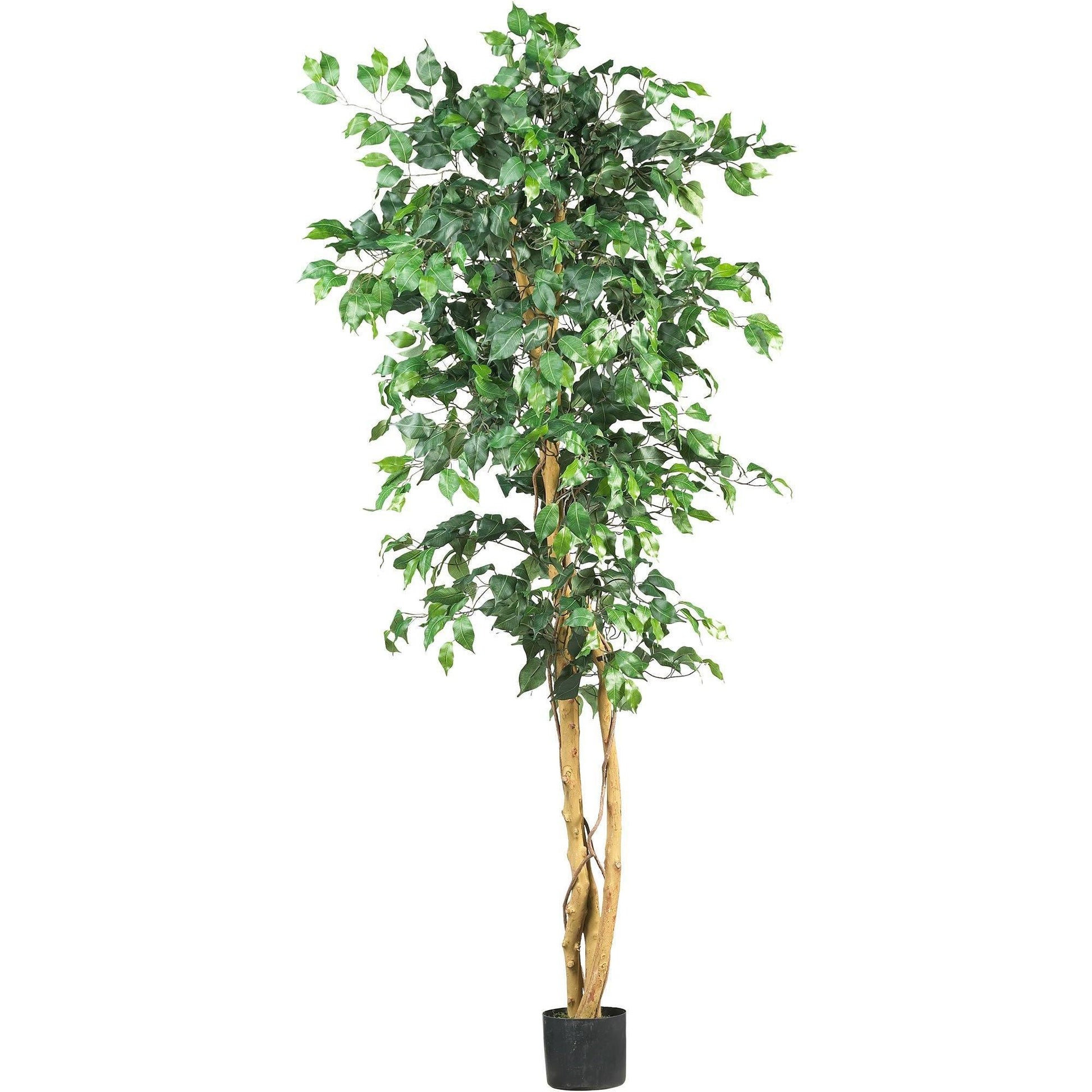 6' Ficus Silk Tree - Tampa Home & Garden Store