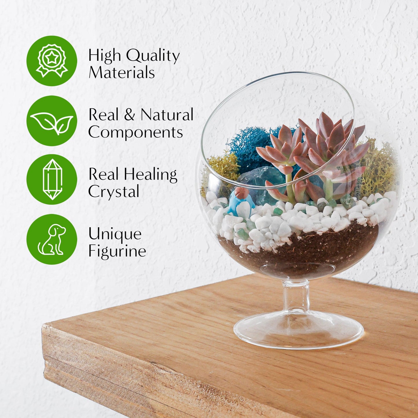 6" Glass Chalice Succulent Terrarium Kit - Tampa Home & Garden Store