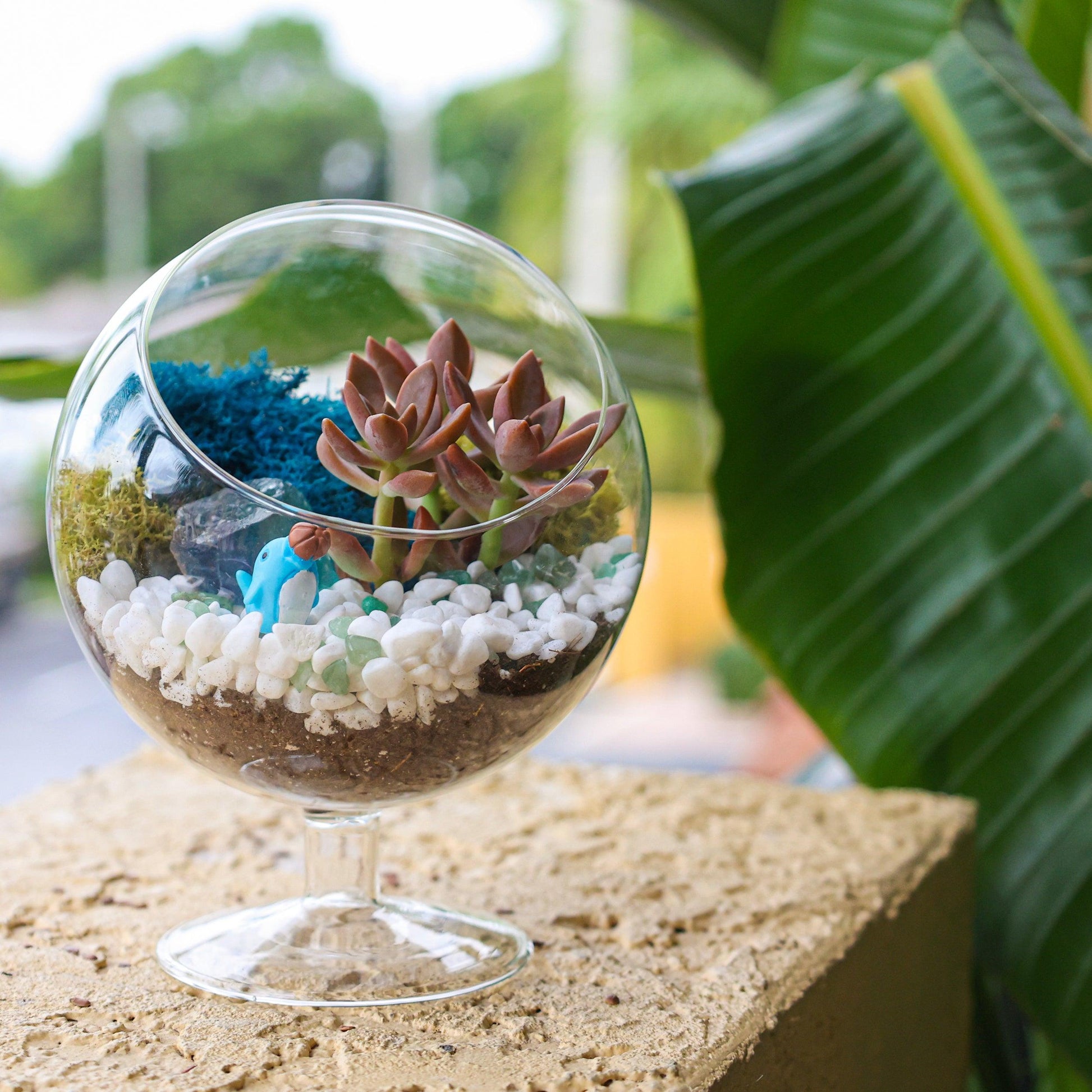 succulent terranium 6" Glass Chalice Succulent Terrarium Kit – Tampa Home & Garden Store