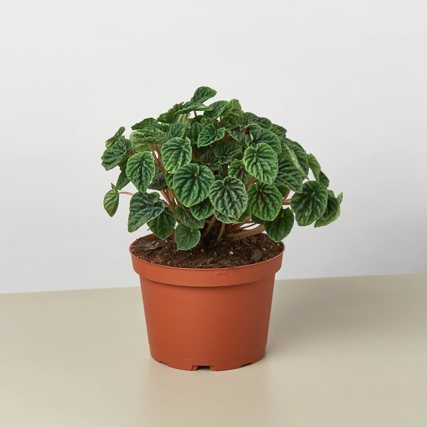 Peperomia Ripple 4in plant with crinkled green leaves in terracotta pot on Tampa Home & Garden Store