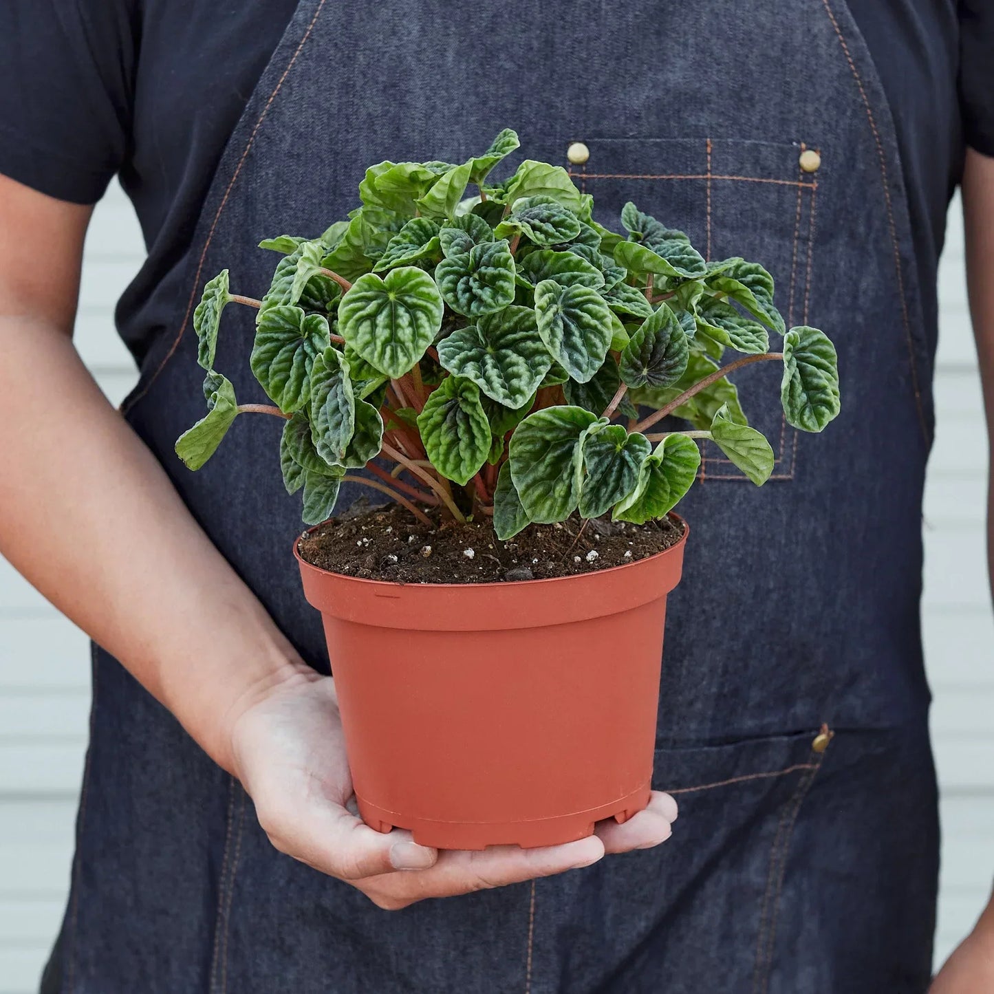 Peperomia Ripple 4in plant with green leaves in pot Rooted Treasures Farms on Tampa Home & Garden Store