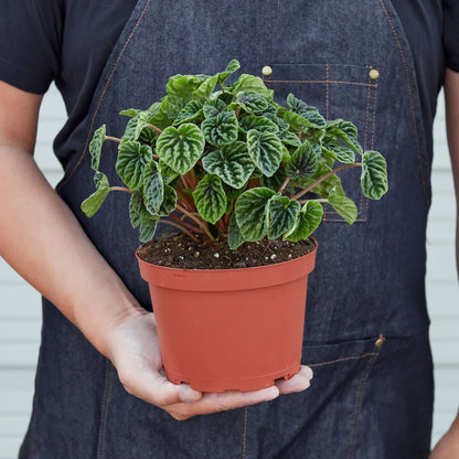 Peperomia Ripple 4in plant with green leaves in pot Rooted Treasures Farms on Tampa Home & Garden Store
