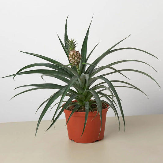 Bromeliad Yellow Pineapple in a 6-inch pot with long leaves and pineapple-like center on Tampa Home & Garden Store