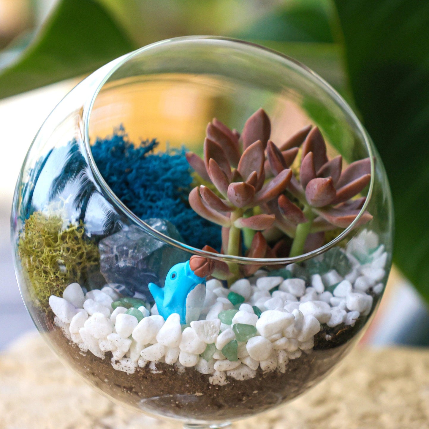 6" Glass Chalice Succulent Terrarium Kit