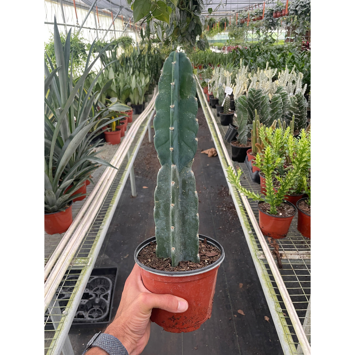 Succulent Cereus cuddly cactus in red terracotta pot from House Plant Shop on Tampa Home & Garden Store