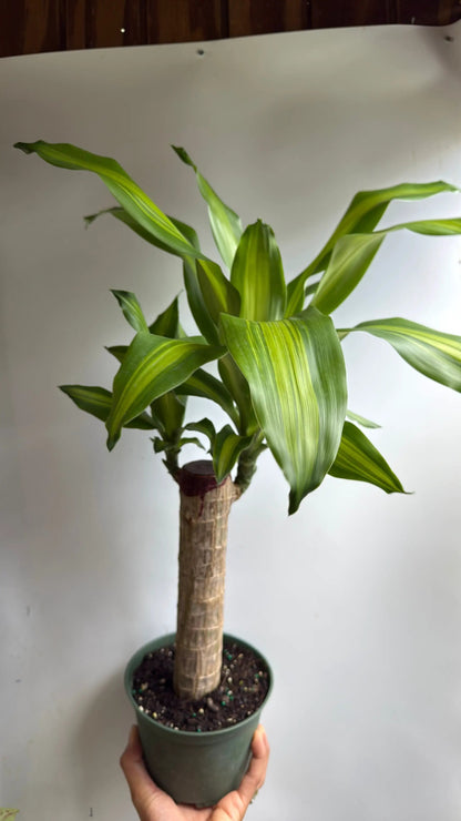 Brazilian Lucky Wood Dracaena Massangeana Plant
