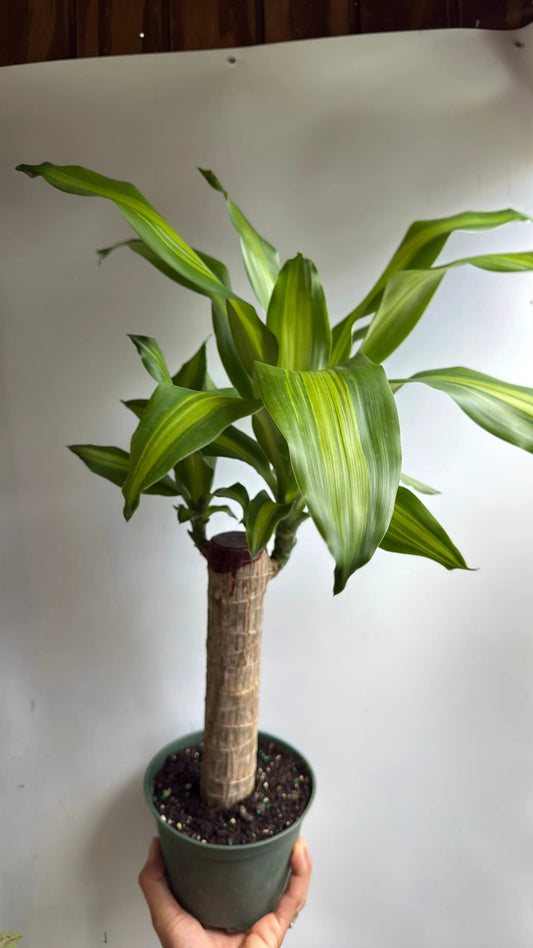 Brazilian Lucky Wood Dracaena Massangeana Plant