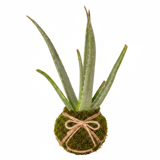 "kokedama" aloe vera plant on a white background