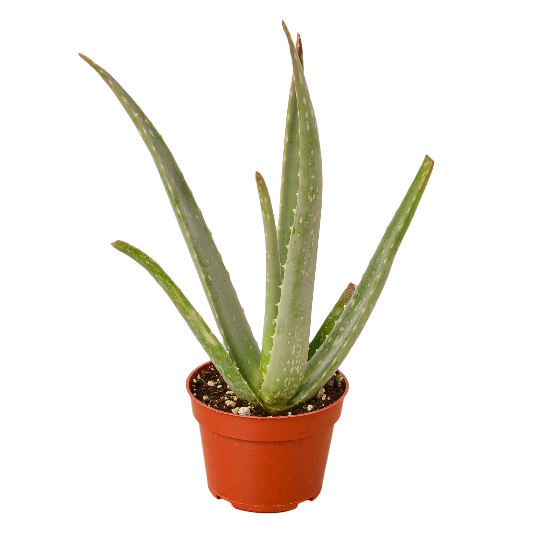 Aloe vera plant in a small terracotta pot with green, spotted leaves on Tampa Home & Garden Store