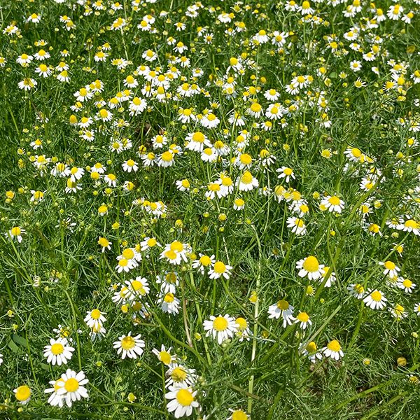 Chamomile seeds in a dense field of white petals and yellow centers among green foliage on Tampa Home & Garden Store