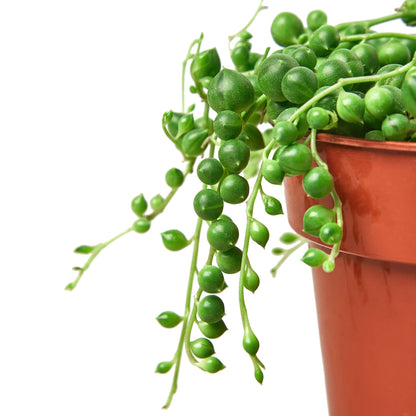 Succulent String of Pearls trailing green bead-like stems in terracotta pot on Tampa Home & Garden Store